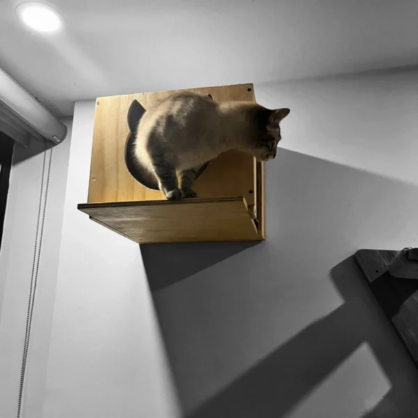 casa para gimnasio para gatos