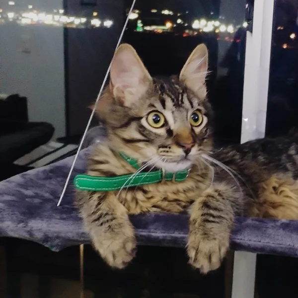 hamaca para gatos