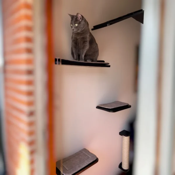 combo sutil gimnasio para gatos pared